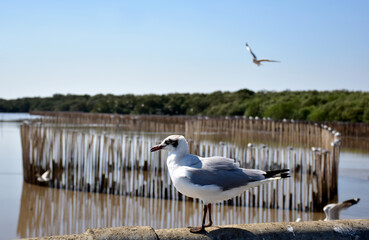 Seagull portrait against sea shore. Close up view of bird seagull sitting on the edge of the bridge at Bangpu Recreation Center, Samut Prakan, Thailand