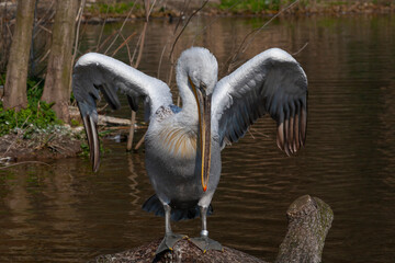
wild pelican with white feathers and orange beak in nature