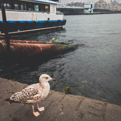 seagulls on the pier with istanbul siluet