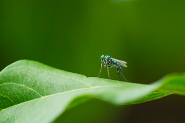 Little Flies on a green leaf