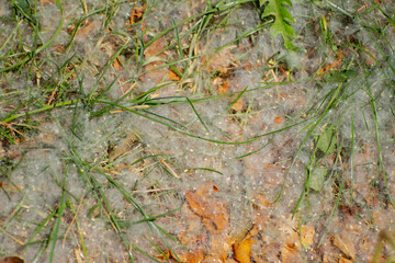 White poplar fluff laying in the grass