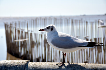 Seagull portrait against sea shore. Close up view of bird seagull sitting on the edge of the bridge at Bangpu Recreation Center, Samut Prakan, Thailand