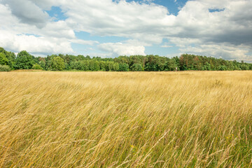 Yellow tall grasses in the meadow, forest and bright sky