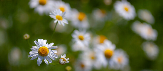 Fototapeta premium Camomile in the meadow. Macro photography, narrow focus.