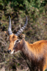 
wild deer with horns in nature in the park during the day