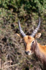 
wild deer with horns in nature in the park during the day