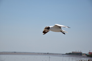 The seagulls on air above the sea water surface view horizon at Bangpu Recreation Center, Samutprakan, Thailand