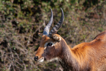 
wild deer with horns in nature in the park during the day