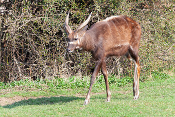 
wild deer with horns in nature in the park during the day