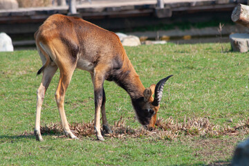 
wild deer with horns in nature in the park during the day