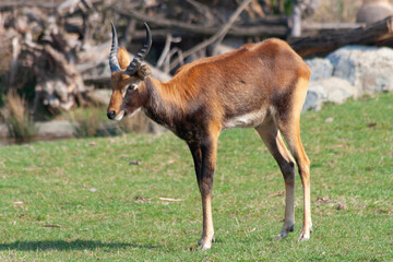 
wild deer with horns in nature in the park during the day