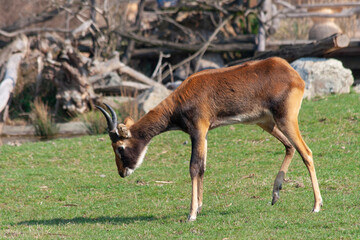 
wild deer with horns in nature in the park during the day