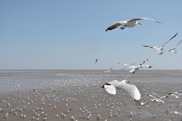 The seagulls on air above the sea water surface view horizon at Bangpu Recreation Center, Samutprakan, Thailand