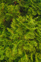 The texture of a beautiful, green thuja, cypress close-up. Garden plant, shrub.