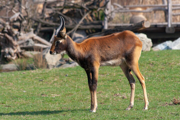 
wild deer with horns in nature in the park during the day