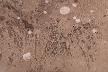 warm brown chocolate background from water-based building plaster