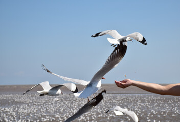hand of traveler giving food for seagulls flying over sea at Bangpu Recreation Center in Samutprakan, Thailand.