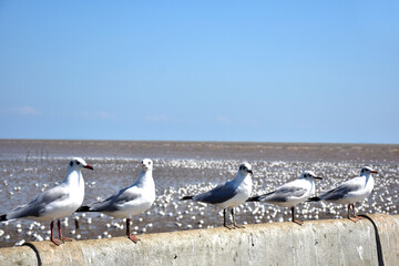 Seagull portrait against sea shore. Close up view of bird seagull sitting on the edge of the bridge at Bangpu Recreation Center, Samut Prakan, Thailand