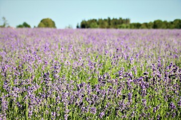Naklejka premium Lavendelfeld