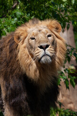 
majestic wild lion with mane in the park and blurred background