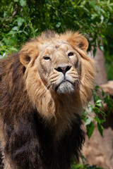 Obraz na płótnie Canvas majestic wild lion with mane in the park and blurred background