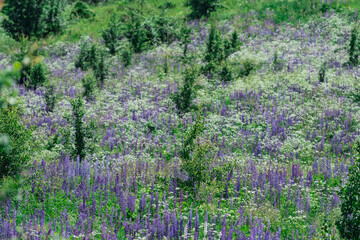 Wild Lupine field. Braslav Lakes, Belarus