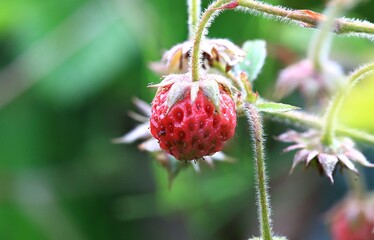 close up of wild strawberry