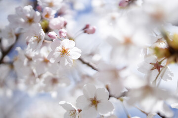桜