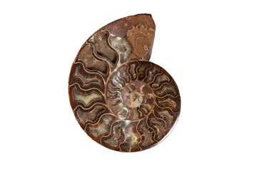 Ammonite Madagascar - ancient mollusk fossils isolated on white