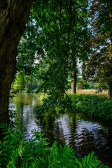 A tree hanging over the water. The lake on a sunny day. Colorful landscape park with beautiful trees in provinces Utrecht, the Netherlands.