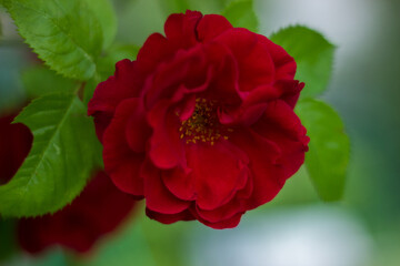 Red Rose
