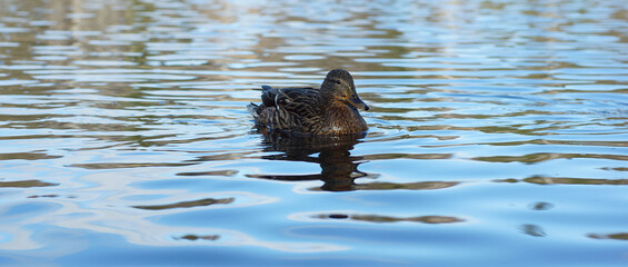 Duck in the lake, wet after diving for food