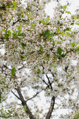 Texture of flowering branches of cherry