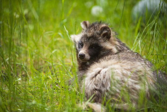 Raccoon dog sitting on grass in zoo