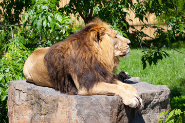 
majestic wild lion with mane in the park and blurred background