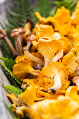 Freshly picked forest chanterelles on fern leaves in big old rustic wooden tray.
