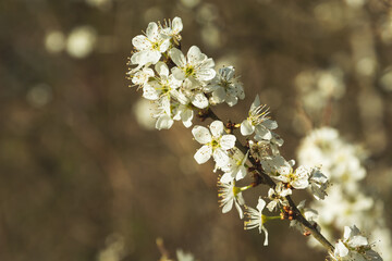 A sprig of a cherry blossom on a brown background