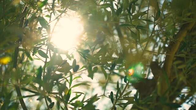 Ray of sunlight through the leaves of an olive tree
