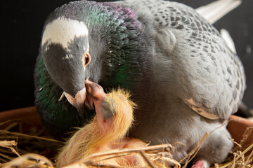 Fototapeta na wymiar homing pigeon feeding corp milk to hatch in nest