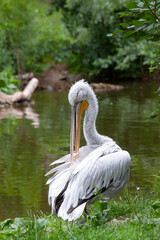 
wild pelican with a big beak and white feather on the water surface in the park