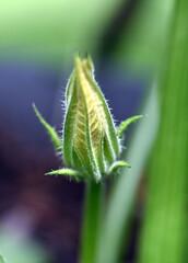 Nahaufnahme einer Zucchiniknospe