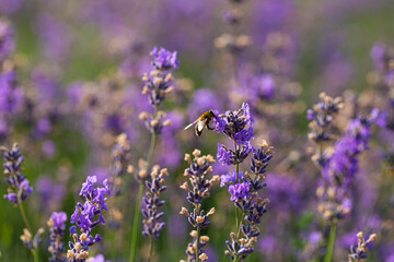 The bee pollinates lavender flower on lavender field.