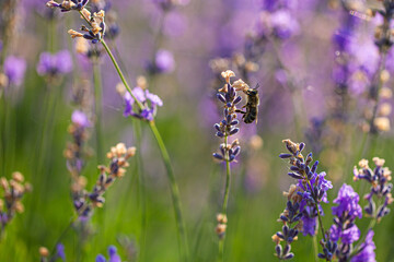 The bee pollinates lavender flower on lavender field.