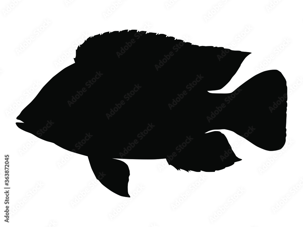 Wall mural tilapia fish silhouette. vector illustration. - Wall murals