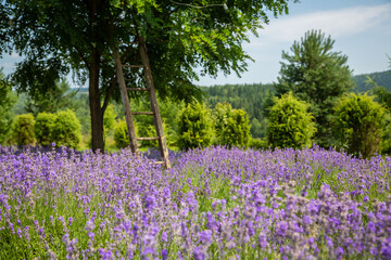 Obraz premium Wooden ladder near tree in lavender field.