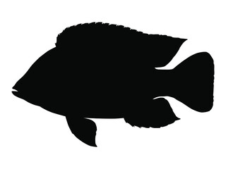 Tilapia fish silhouette. Vector illustration.