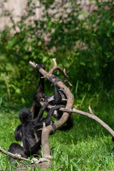 
wild little black colobus monkey crawls on a tree in a green park