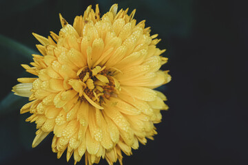 yellow dandelion flower with water drops