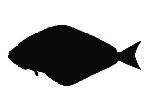 Halibut fish silhouette. Vector illustration.