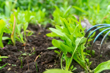 spinach growing in the garden close up